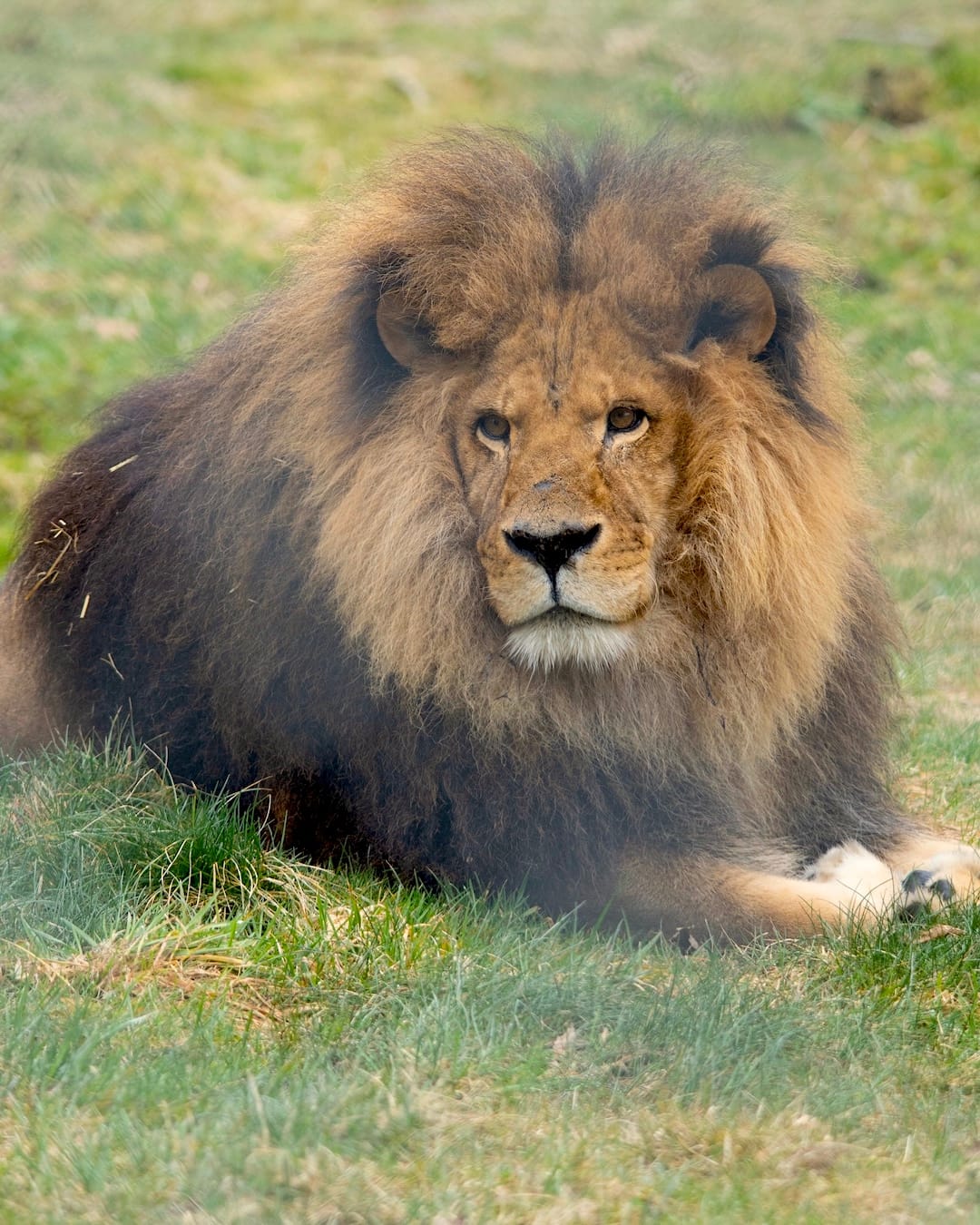 Boomer, Greater Vancouver Zoo. Photo Credit: Michael Jacobsen