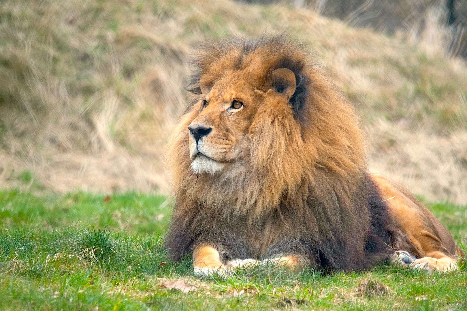 Boomer, Greater Vancouver Zoo. Photo Credit: Michael Jacobsen
