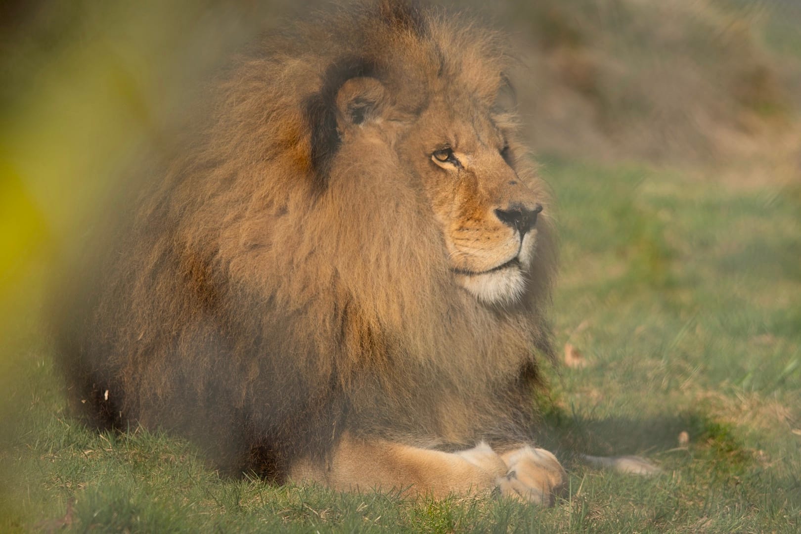 Boomer, Greater Vancouver Zoo. Photo Credit: Michael Jacobsen