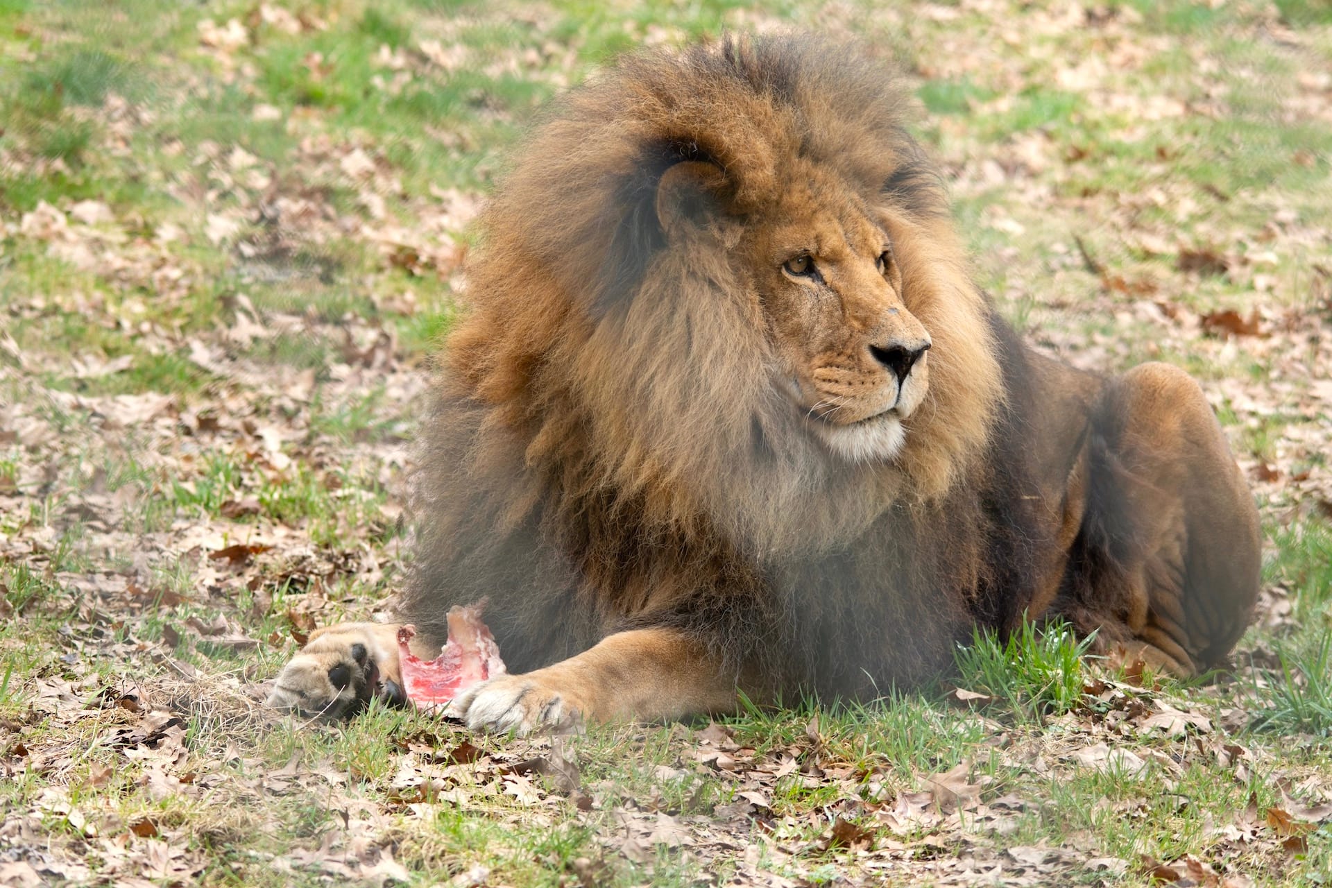 Boomer, Greater Vancouver Zoo. Photo Credit: Michael Jacobsen