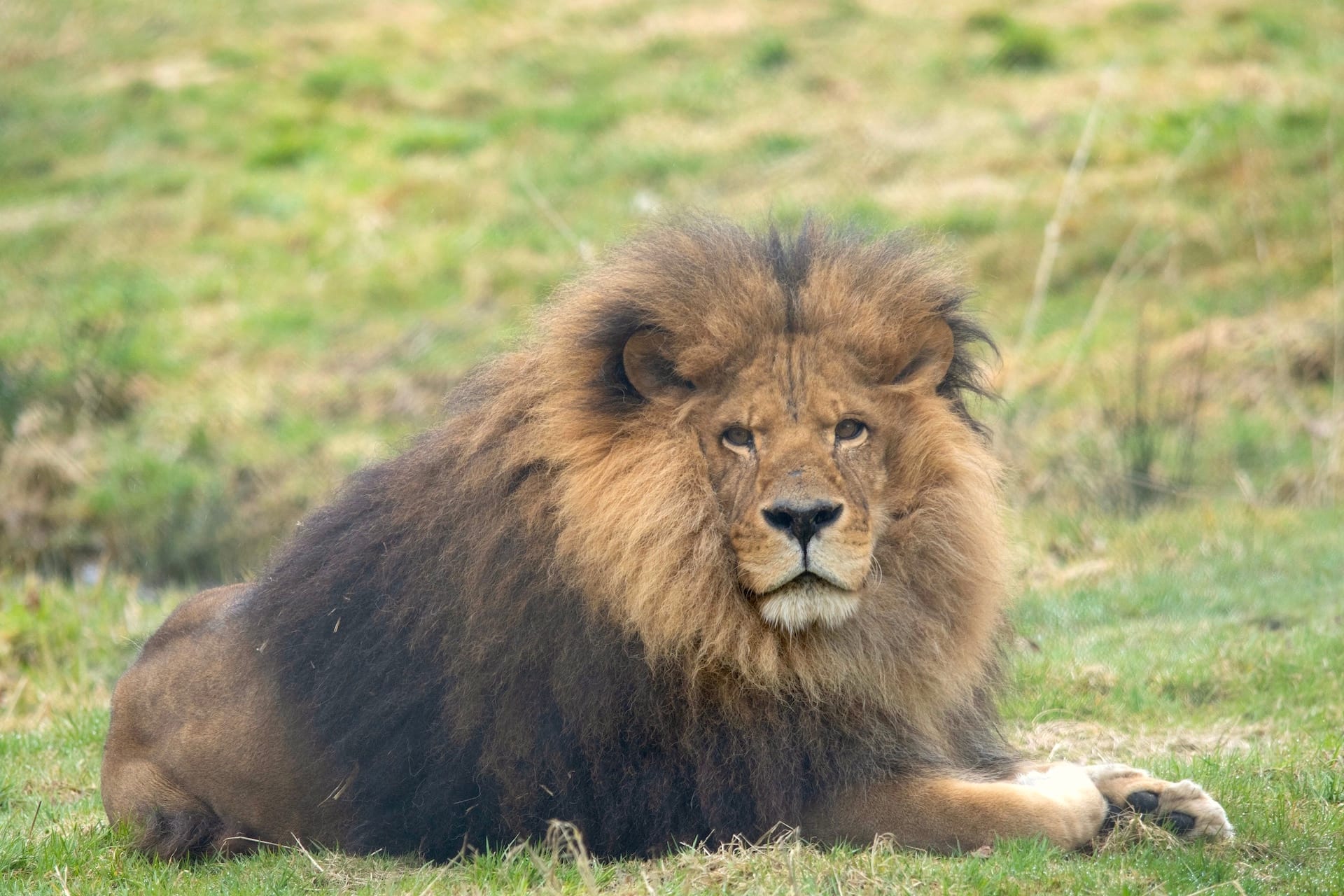 Boomer, Greater Vancouver Zoo. Photo Credit: Michael Jacobsen