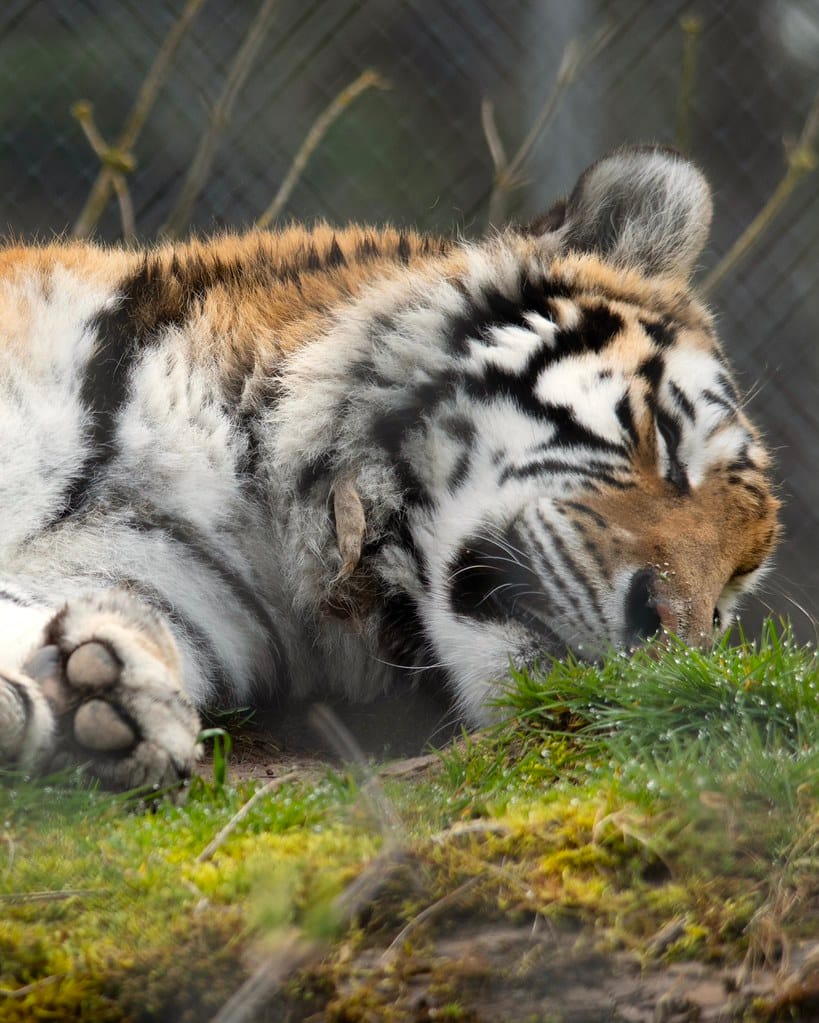 Hana, at the Greater Vancouver Zoo. Credit: Michael Jacobsen