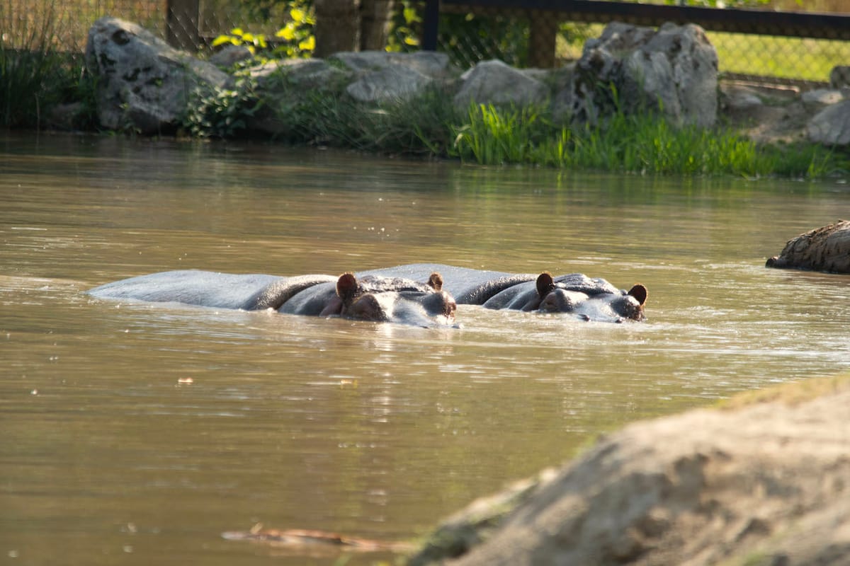 Hippos at the Greater Vancouver Zoo, Photo: Michael Jacobsen