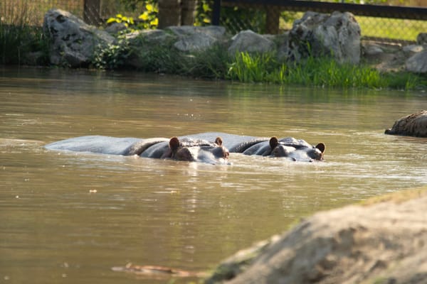 Hippos at the Greater Vancouver Zoo, Photo: Michael Jacobsen