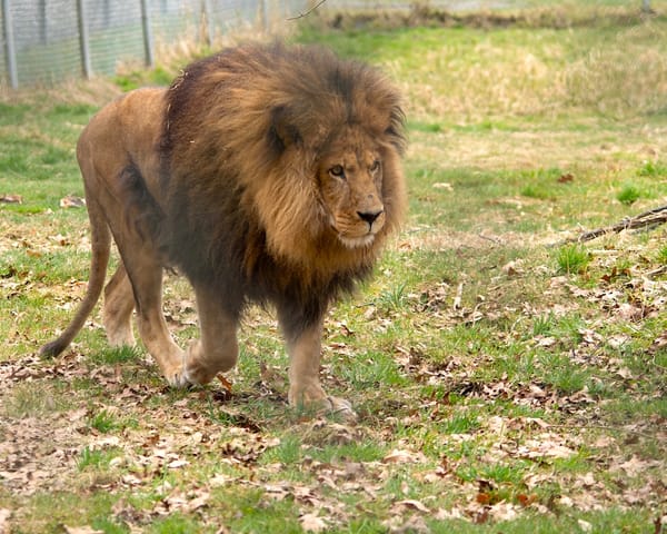 Michael Jacobsen, Vancouver Zoo