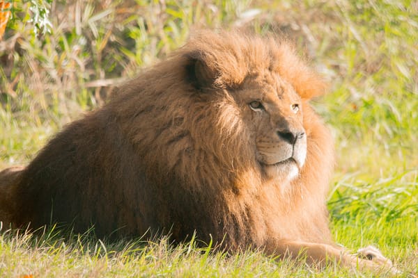 Keeping it Real at the Greater Vancouver Zoo with Boomer